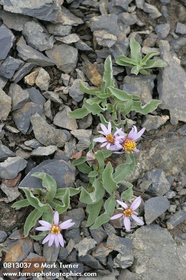 Aster sibiricus (Eurybia sibirica)