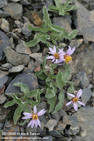 Aster sibiricus (Eurybia sibirica)