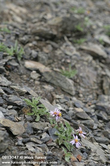 Aster sibiricus (Eurybia sibirica)