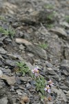 Arctic Asters on scree