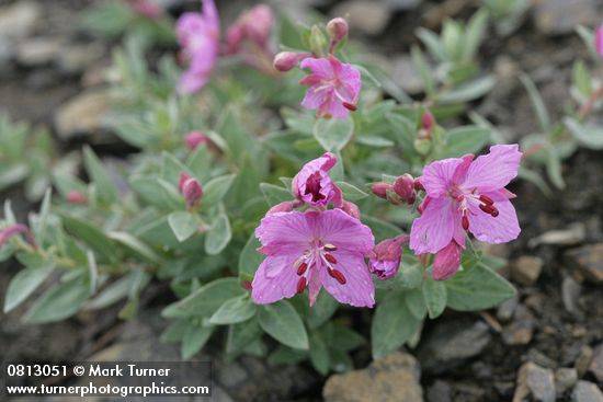 Chamerion latifolium (Epilobium latifolium)