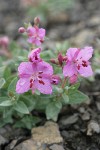 Red Willowherb