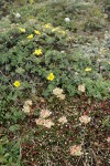 Sulphur Buckwheat w/ Shrubby Cinquefoil