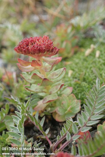 Rhodiola integrifolia ssp. integrifolia (Sedum rosea ssp. integrifolium)