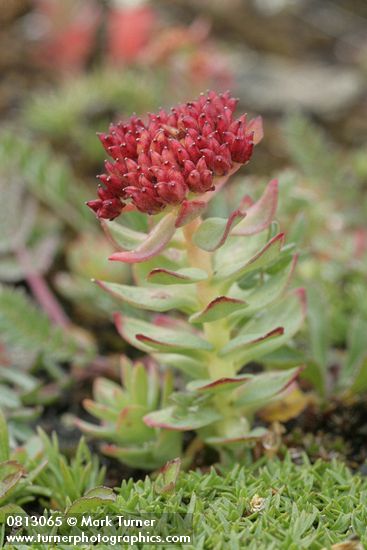 Rhodiola integrifolia ssp. integrifolia (Sedum rosea ssp. integrifolium)