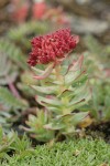 Kingscrown Sedum (Rose Root)  in fruit