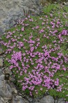 Moss Campion
