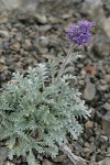 Silky Phacelia
