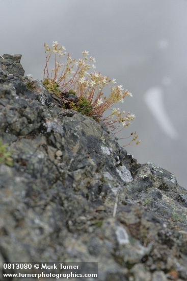 Saxifraga bronchialis