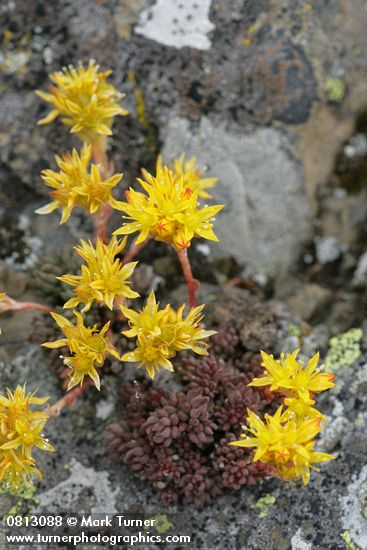 Sedum lanceolatum