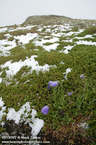 Campanula rotundifolia; Empetrum nigrum
