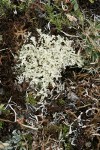 Flavocetraria nivalis Lichen