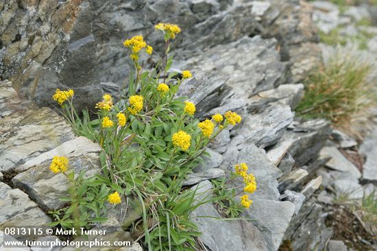 Solidago multiradiata