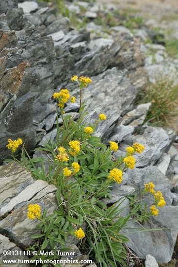 Solidago multiradiata