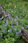 Broadleaf Lupines w/ decaying log, Bracted Lousewort, Sitka Valerian, Mountain Arnica