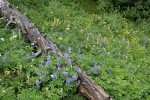 Broadleaf Lupines w/ decaying log, Bracted Lousewort, Sitka Valerian, Mountain Arnica