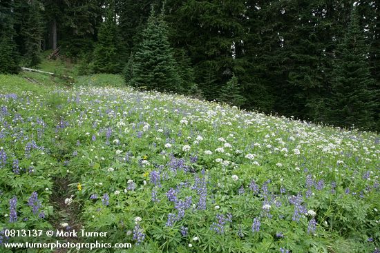 Lupinus latifolius; Valeriana sitchensis;Polygonum bistortoides