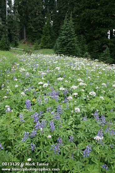 Lupinus latifolius; Valeriana sitchensis;Polygonum bistortoides