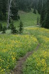 Trail through Mountain Arnica in subalpine meadow w/ conifers bkgnd