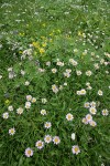 Wandering Daisies among Sedges w/ Mountain Arnica