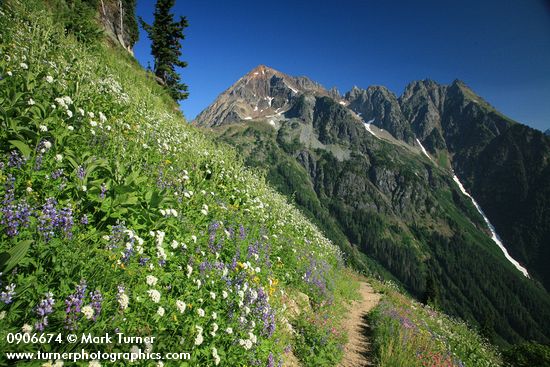 Valeriana sitchensis; Lupinus latifolius