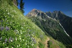 Sitka Valerian & Broadleaf Lupines along High Pass Trail toward Mt. Larrabee bkgnd