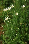 Fringed Grass of Parnassus