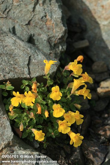 Mimulus tilingii