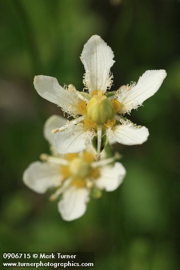 Parnassia fimbriata