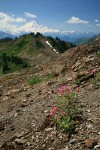 Lewis's Monkeyflower on screen slope w/ Mt. Baker bkgnd