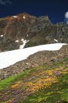 Carpet of Mountain Monkeyflower & Alpine Willow-herb w/ Mt. Larrabee bkgnd