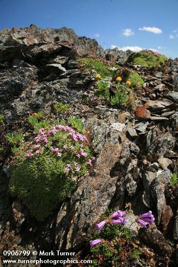 Silene acaulis; Penstemon davidsonii; Erigeron aureus