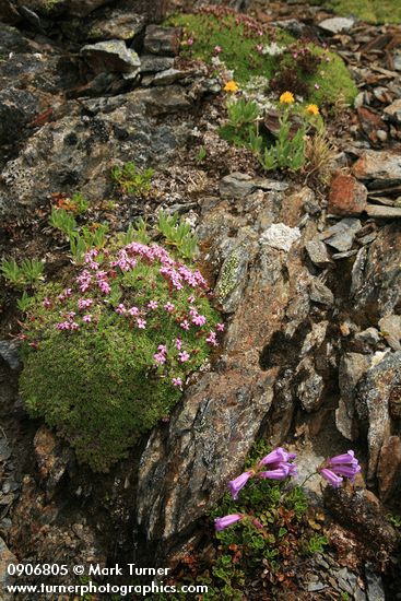 Silene acaulis; Penstemon davidsonii; Erigeron aureus