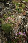 Moss Campion, Davidson's Penstemon, Alpine Gold Daisies on fractured rock