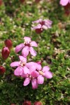 Moss Campion blossoms & foliage detail