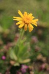 Alpine Gold Daisy