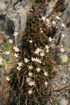 Spotted Saxifrage