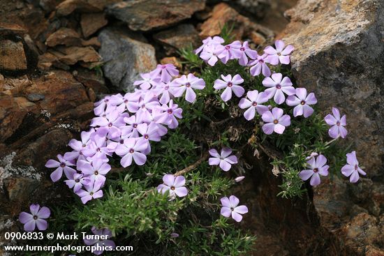 Phlox diffusa