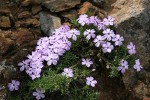 Spreading Phlox