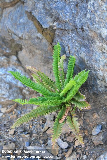 Polystichum lemmonii