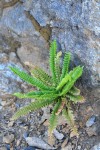 Shasta Fern (Lemmon's Hollyfern)