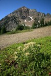 White Small-flowered Paintbrush w/ Mt. Larrabee bkgnd
