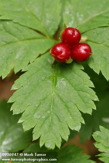 Rubus pedatus