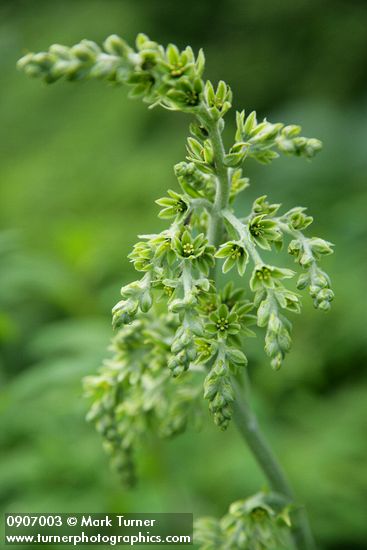 Veratrum viride