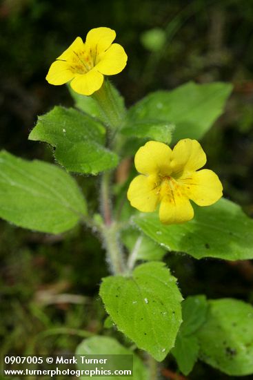 Mimulus moschatus