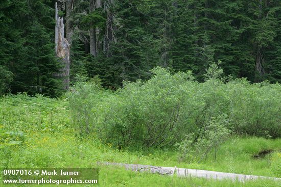 Salix sp.; Senecio triangularis