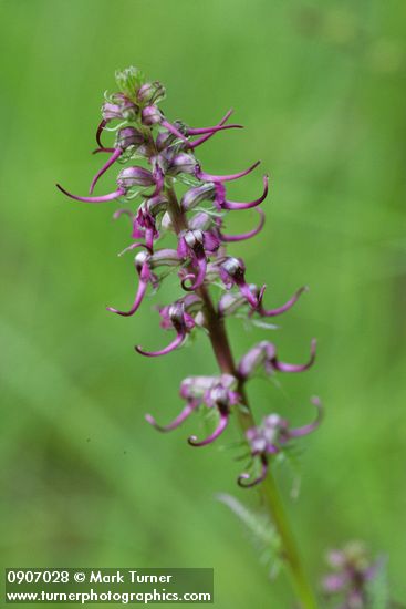 Pedicularis groenlandica