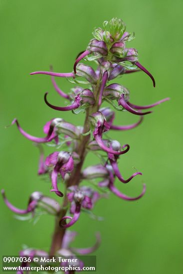 Pedicularis groenlandica