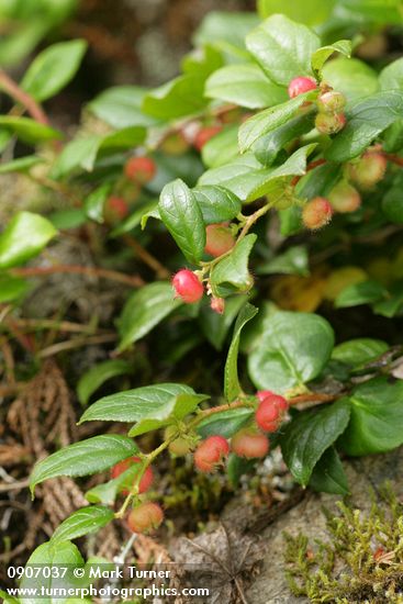 Gaultheria ovatifolia