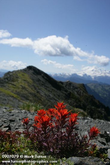 Castilleja rupicola